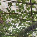 꽃무지 노래연습장 이미지