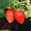 조안 농장 이미지