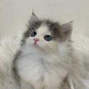 수원고양이분양 드림캣 안심분양센터 이미지