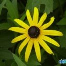 꽃길프로젝트 이미지