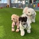 놀러오개(도화점) 이미지