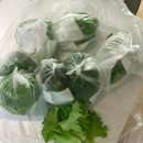 유러피안샐러드 유러피안채소 에스엘에스팜 유럽상추 1Kg 택배 후기