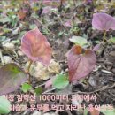 송정아자연나라