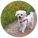 찹쌀당