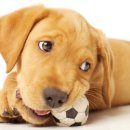 멍이와냥이 이미지