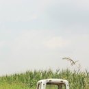 은주목장 이미지