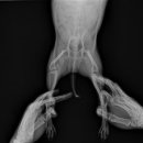 리온동물병원 이미지