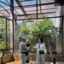 킹콩비어 이미지