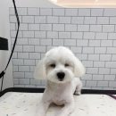 부산강아지분양 하이퍼피 네이버블로그