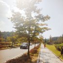 솔터힐링 숲체험원 이미지