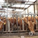 지민한우농장 이미지