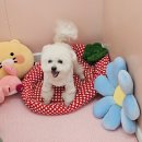 멍스 | 🐶 평택애견호텔 노견 가능한 신라멍스 이용 후기