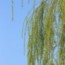 바람향기 이미지