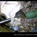 레드로즈 이미지