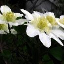 꽃누르미 이미지