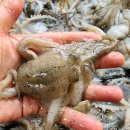 오늘도낙지 이미지