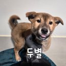별이
