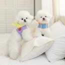 (주)펫츠랜드 이미지