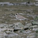 판교환경생태학습원 이미지