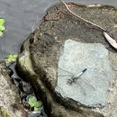 헤이디포트 | 떠나는 후쿠오카 여행 : 4박5일 / 유후인 벳소우 후루사토 후기 + 더 로얄 파크 후쿠오카 나카스 후기