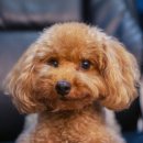 광교호수 동물병원 이미지