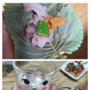 수산물회도매센타 네이버블로그