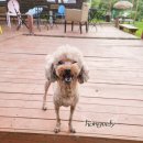 발라당눕스 이미지