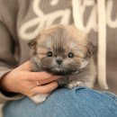 울산 강아지분양 미유펫 네이버블로그