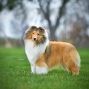 솔리뉴(Solynue) 이미지