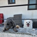 강화애견훈련학교 이미지