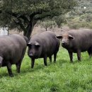 등갈비하우스 이미지