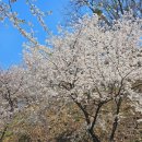 경희대 강한친구들 | [수원] 수원cc, 경희대국제캠퍼스 / 수원벚꽃 근교 드라이브 포토스팟 봄나들이 추천 (25.04.07 기준)