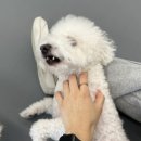 프렌즈도그 미용실 광주 서구점 네이버블로그