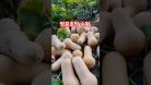 땅콩호박을수확하고 있습니다/버터넛스쿼시 #참샘골호박농원