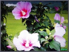 파리의상실 이미지