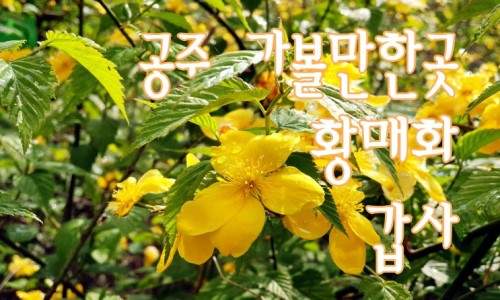 충청도 공주 가볼만한곳 마곡사 갑사