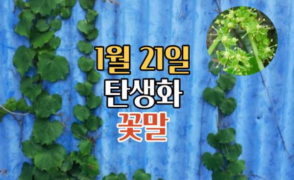 1월 21일 탄생화 담쟁이덩굴 꽃말