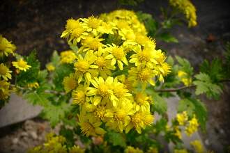 들국화 라는 꽃은 없는 꽃이다