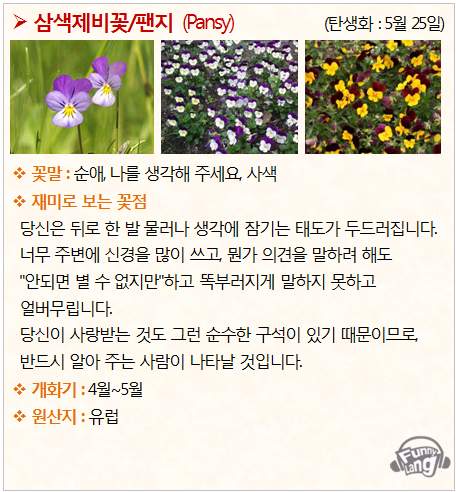 [꽃말 모음/탄생화] 삼색제비꽃/팬지 (Pansy) - 5월 25일