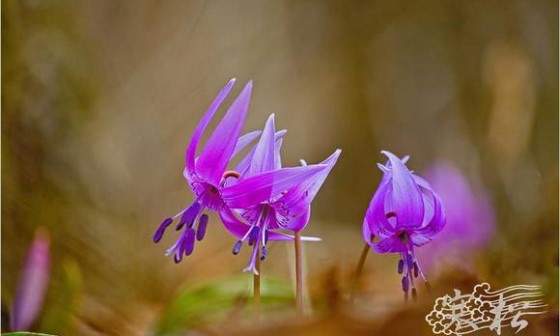 (조용경의 야생화 산책 - 31) 조선 시대 어우동을 닮은 화려한 꽃, 얼레지