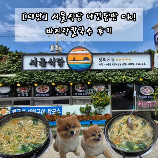 [태안] 아침식사 가능한 / 서울식당 / 강아지와 바지락 칼국수 한 끼!