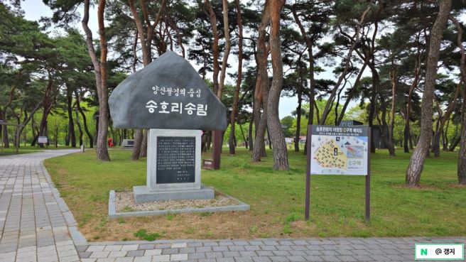 영동 금산 가볼만한곳 금강유원지 송호리캠핑장, 선희식당 어죽, 월영산 출렁다리