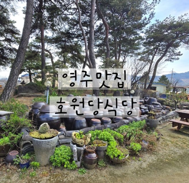 영주에서 몸보신 제대로! 영주 맛집 호원당식당