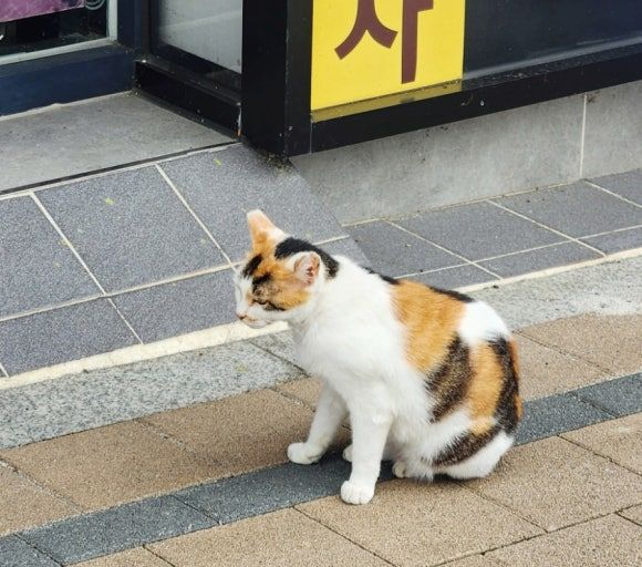 20251002-20251008 추석연휴 여행 : 15편 - 부산 꼼장어 &amp; 새우구이 / 구포역 수구레국밥