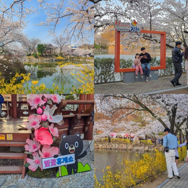 김천 연화지 벚꽃축제 실시간 경북 벚꽃 명소 가볼만한곳
