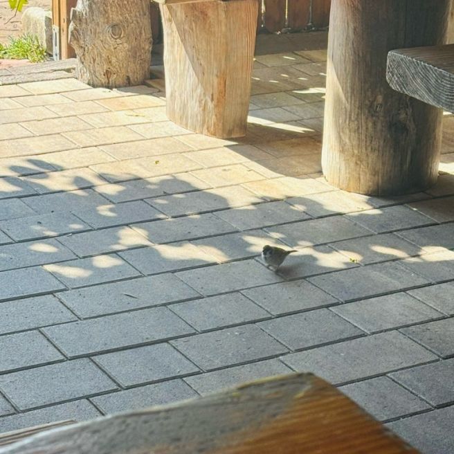 영주 부석사 맛집 [순흥 전통 묵집] 가을 아침 따뜻하고 구수한 메밀묵밥