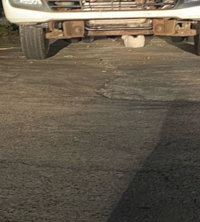 제주 어머니닭집 성산맛집 포장 내돈내산 후기