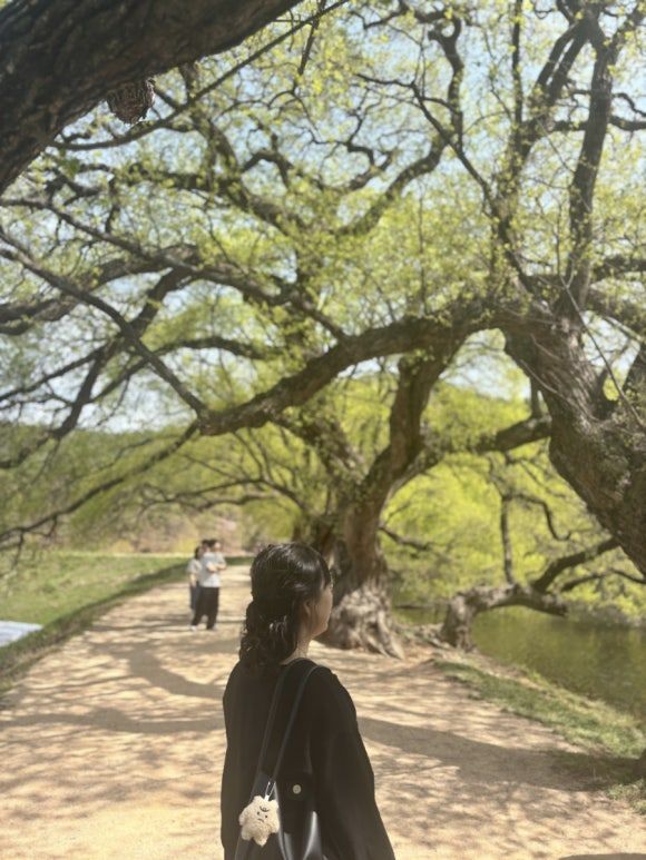경산 반곡지 산책 &amp; 자인시장 맛집 용성 어탕