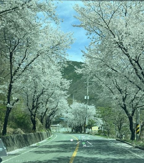 [경산 벚꽃 명소] 영남대 벚꽃보다 늦게 피는, 남천 송백지(새방지) 아기랑 꽃놀이 (feat. 유채꽃)
