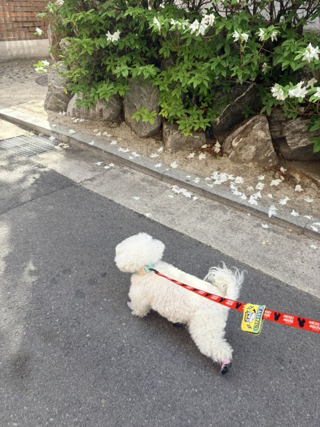 4月 은평구민들의 일상(feat.코스모스분식)